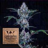 Sundae Thumper Auto