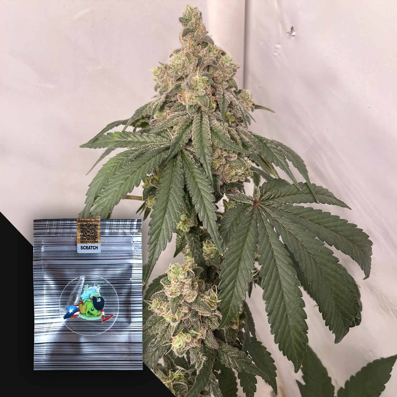 Eine Nahaufnahme einer Cannabispflanze mit dichten Knospen und einer kleinen N.Y.Ceeds New York SnickerbokerZ-Packung in der Ecke.