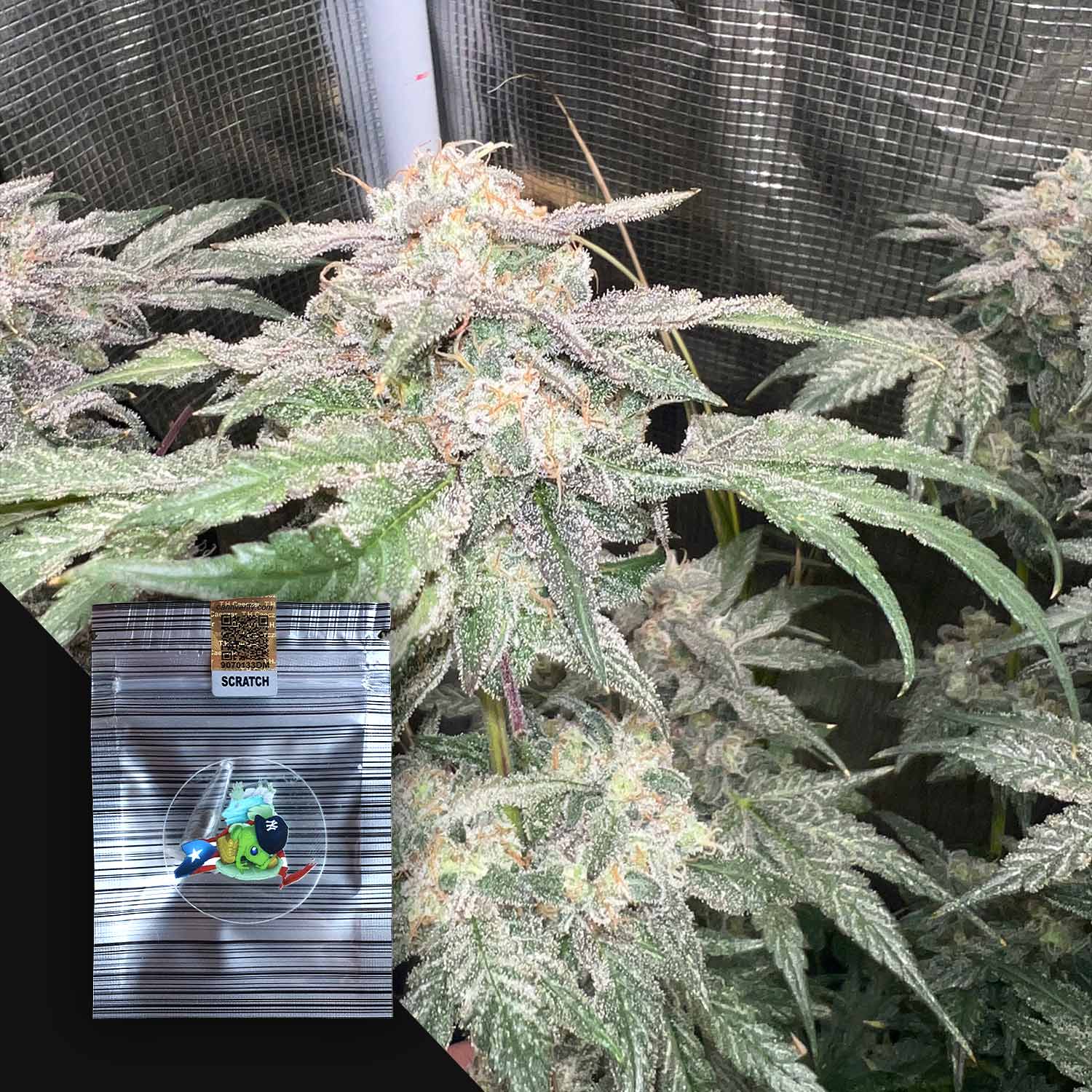 Nahaufnahme von erfrorenen Cannabispflanzen mit einem TaÍno Blood Beutel von N.Y.Ceeds in der unteren linken Ecke.