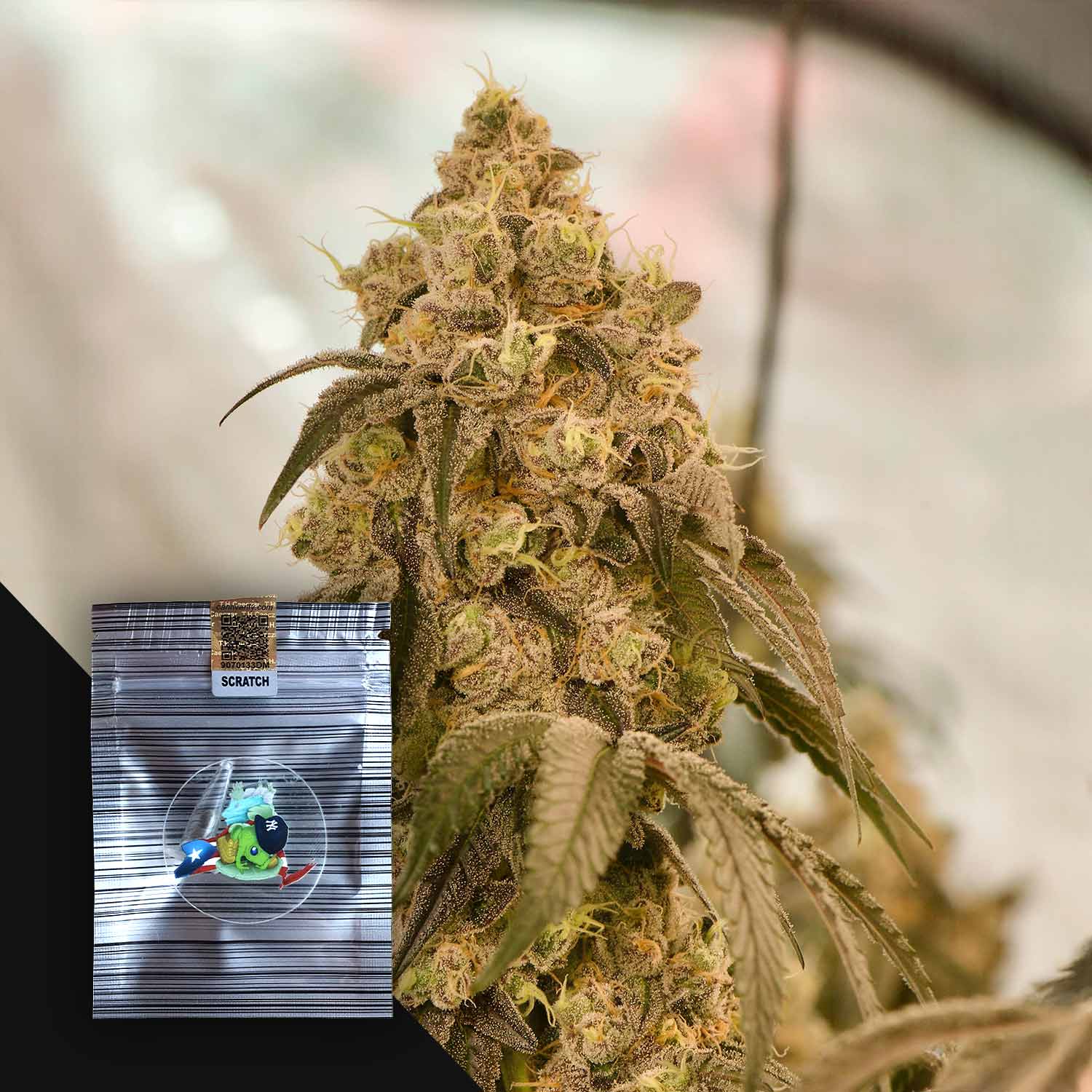 Nahaufnahme von The Rucker von N.Y.Ceeds, mit einem kleinen silbernen Samenpäckchen vor der Cannabispflanze.