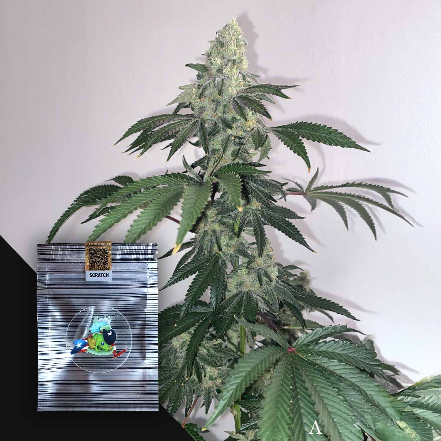 Z.Honda von N.Y.Ceeds: dichte Cannabisknospen und ein silbernes Samenpäckchen mit einem bunten Cartoon-Vogel.