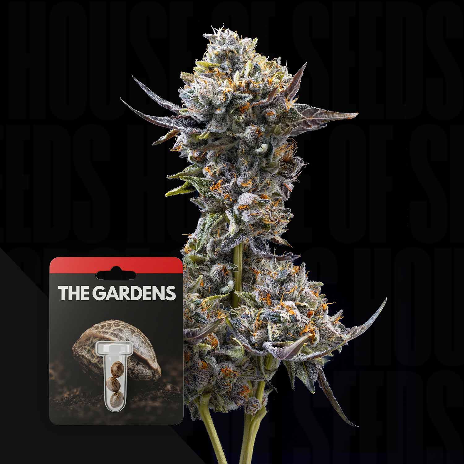 Eine Nahaufnahme einer Cannabispflanze mit einem Znackz x Lazer Gun Samenpaket von Preferred Gardens davor.