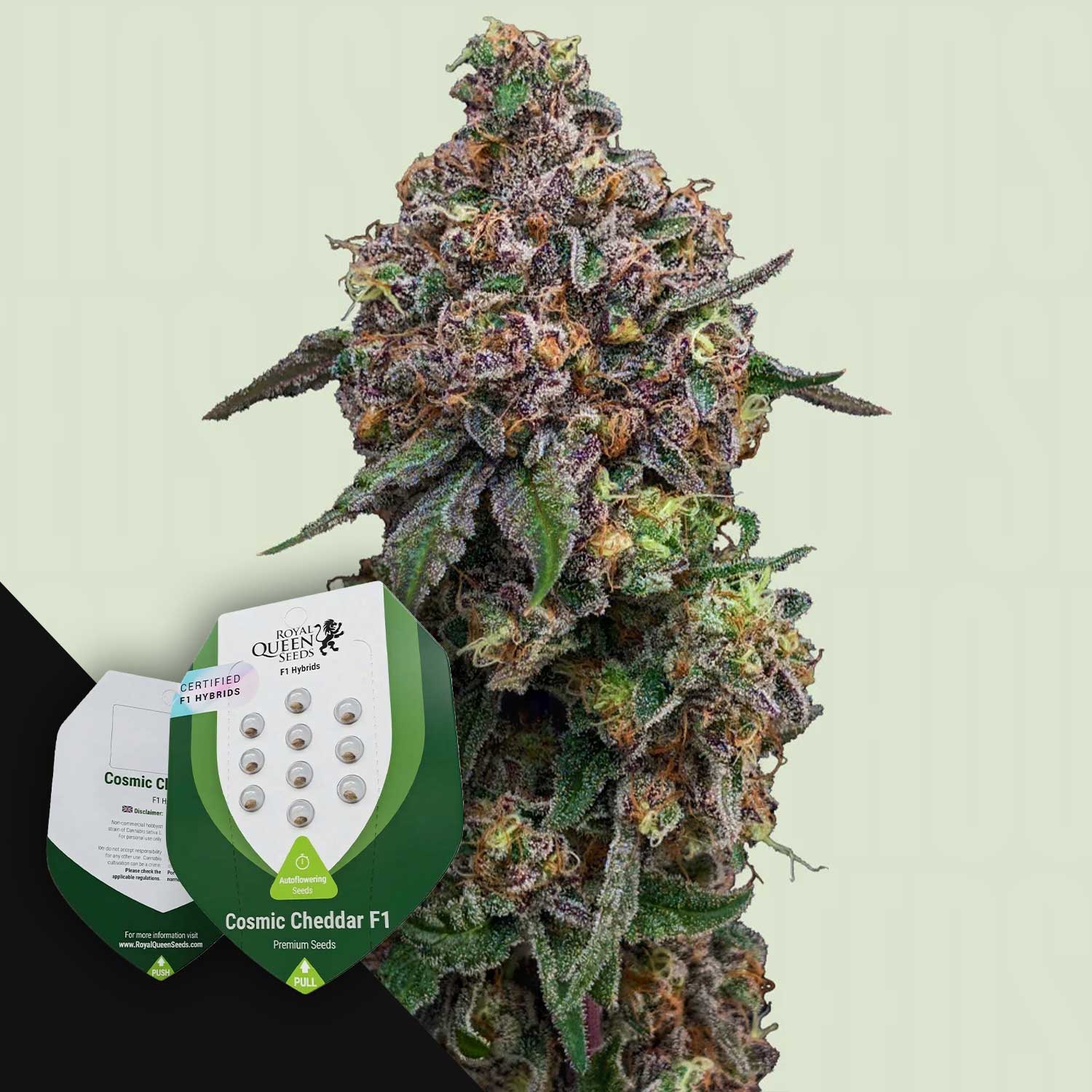 Nahaufnahme einer grünen und lila Cannabis-Pflanze neben zwei Packungen Royal Queen Seeds Cosmic Cheddar F1.