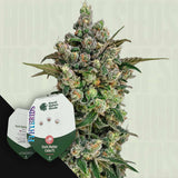 Dark Matter Cake F1