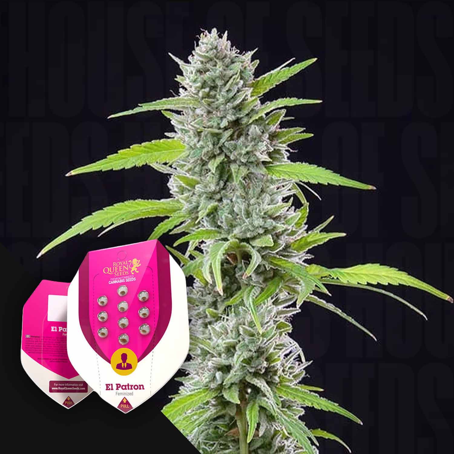 RQS-EP-0
