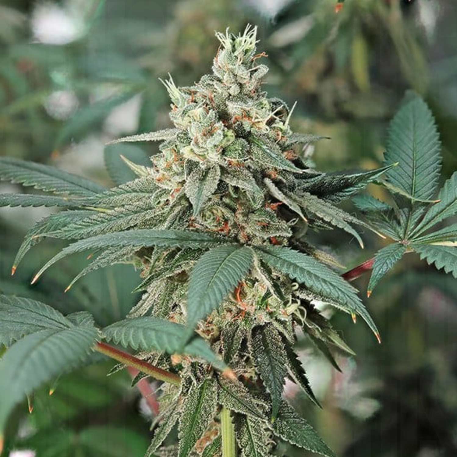 Nahaufnahme Fat Banana Pflanze von Royal Queen Seeds mit harzigen Knospen und langen grünen Blättern vor unscharfem Hintergrund