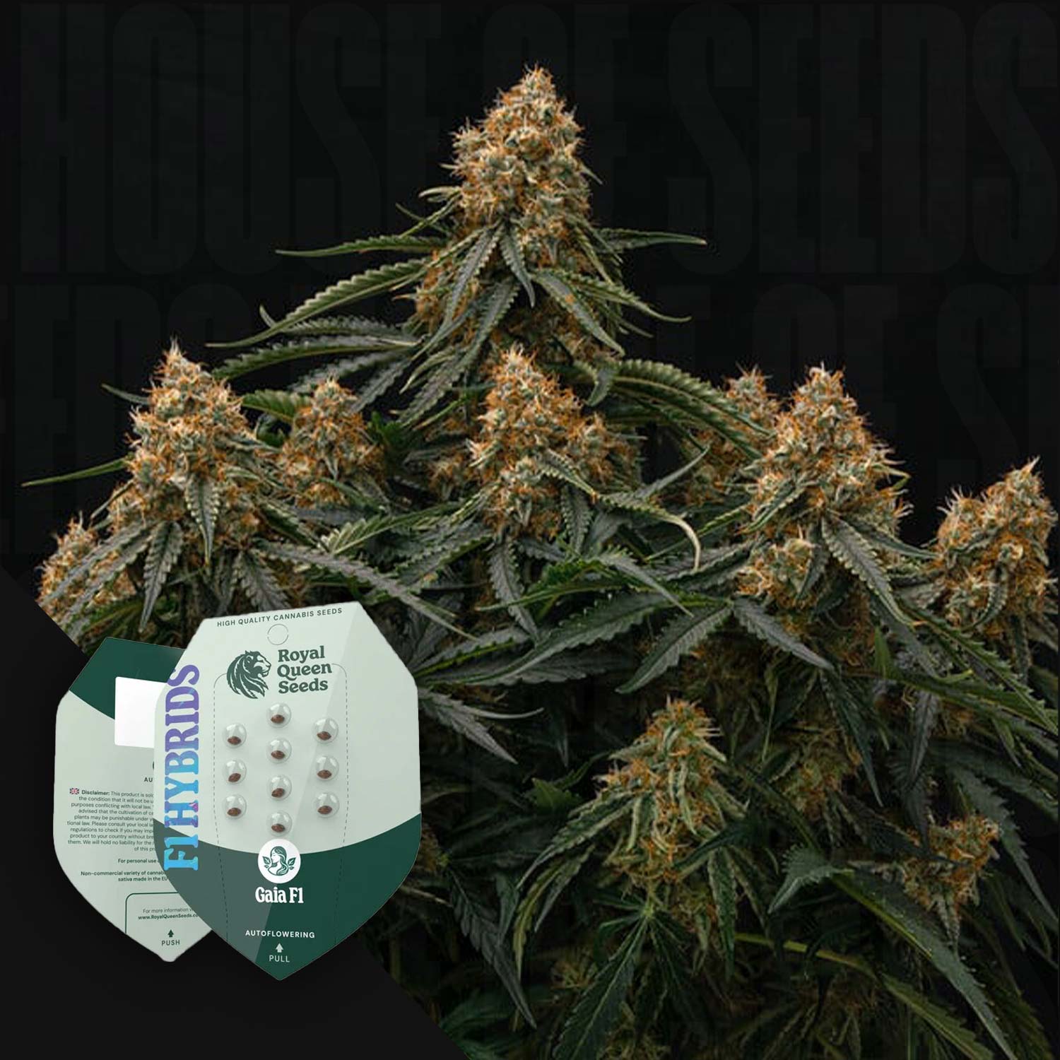 Nahaufnahme einer Gaia F1 Pflanze mit frostigen Knospen, daneben Royal Queen Seeds Gaia F1 Packung mit Blister