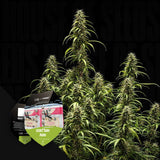 GOAT´lato AUTO