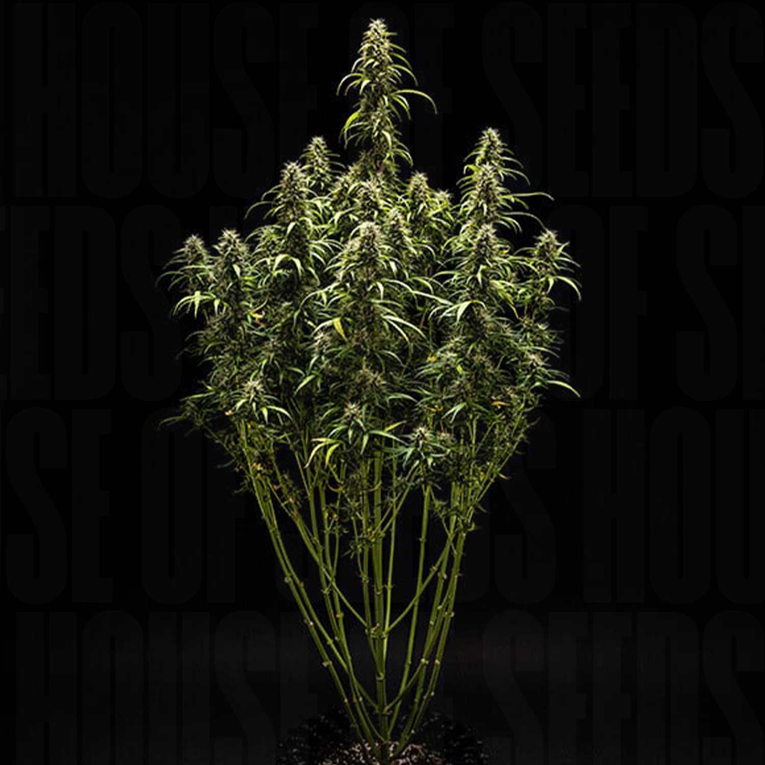 GOAT'lato AUTO Pflanze von Royal Queen Seeds mit mehreren Stämmen, dunkelgrünen Blättern und Knospen vor schwarzem Hintergrund