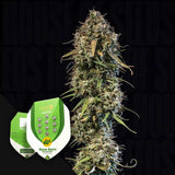 Haze Berry Auto