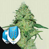 Joanne's CBD