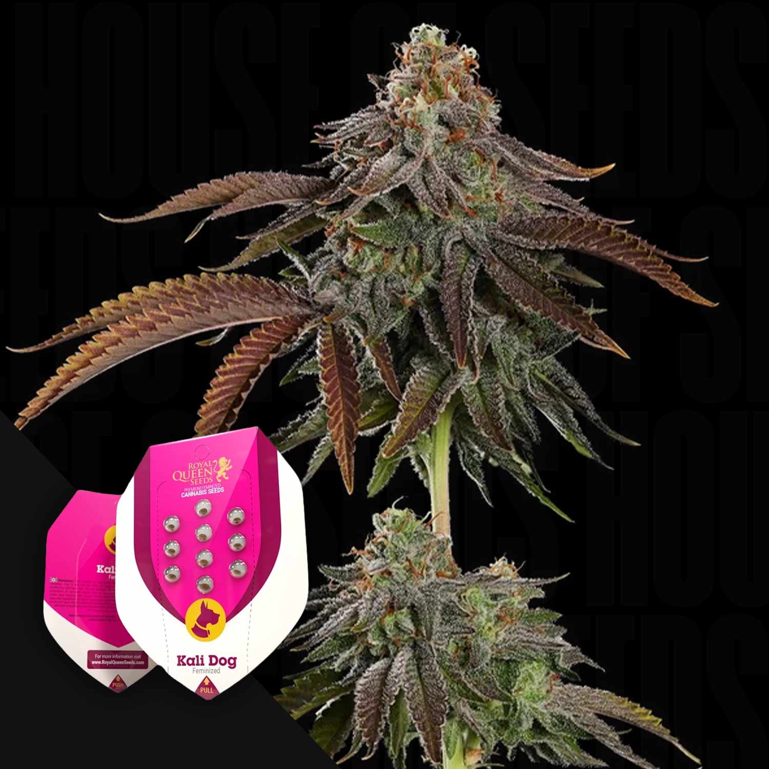 Eine Nahaufnahme einer blühenden Cannabispflanze mit den Kali Dog-Samenpaketen von Royal Queen Seeds im Vordergrund.