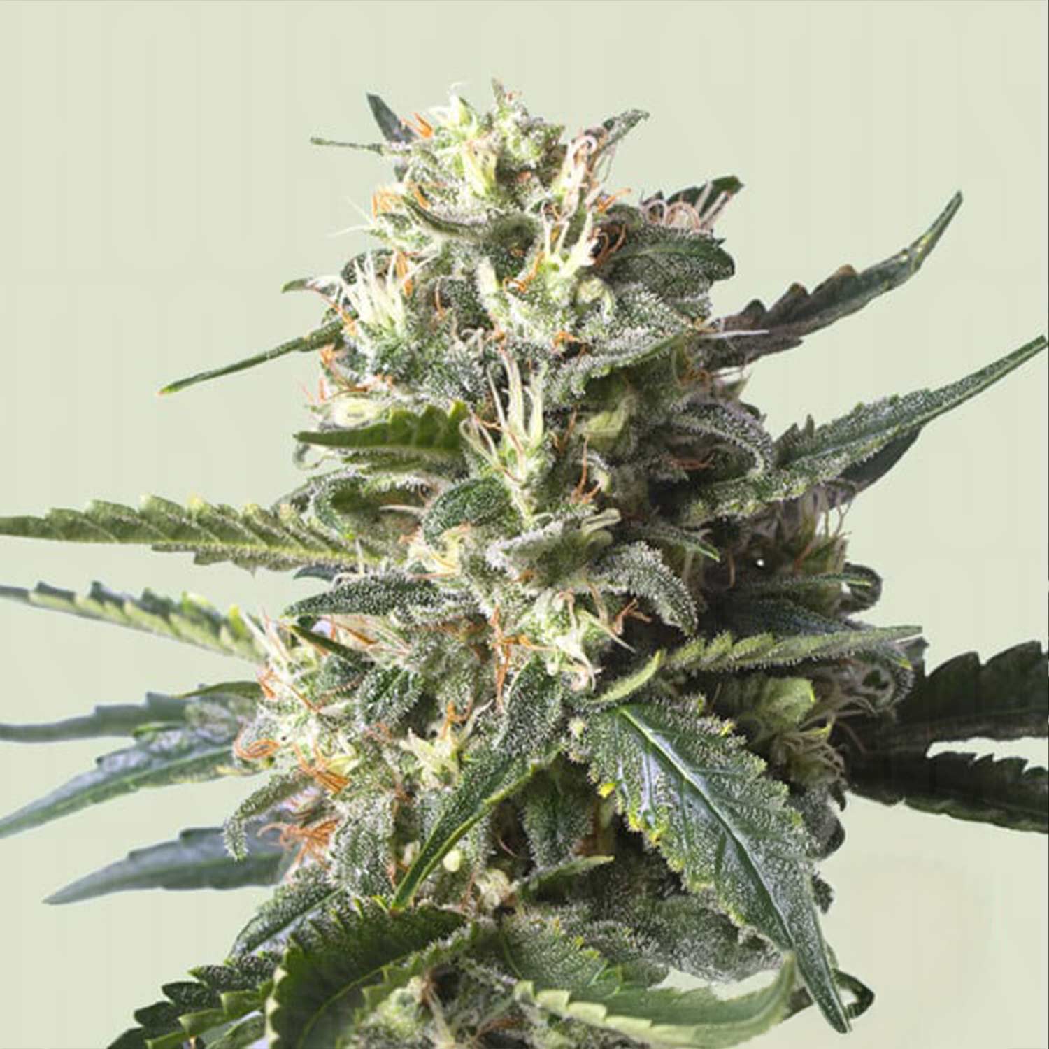 Lemon Shining Silver Haze von Royal Queen Seeds mit frostigen Knospen, orangen Haaren und grünen Blättern vor hellem Hintergrund