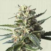 Lemon Shining Silver Haze von Royal Queen Seeds mit frostigen Knospen, orangen Haaren und grünen Blättern vor hellem Hintergrund