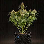 Milky Way F1 Auto von Royal Queen Seeds mit mehreren Ästen und dichten Knospen im schwarzen Topf vor dunklem Hintergrund