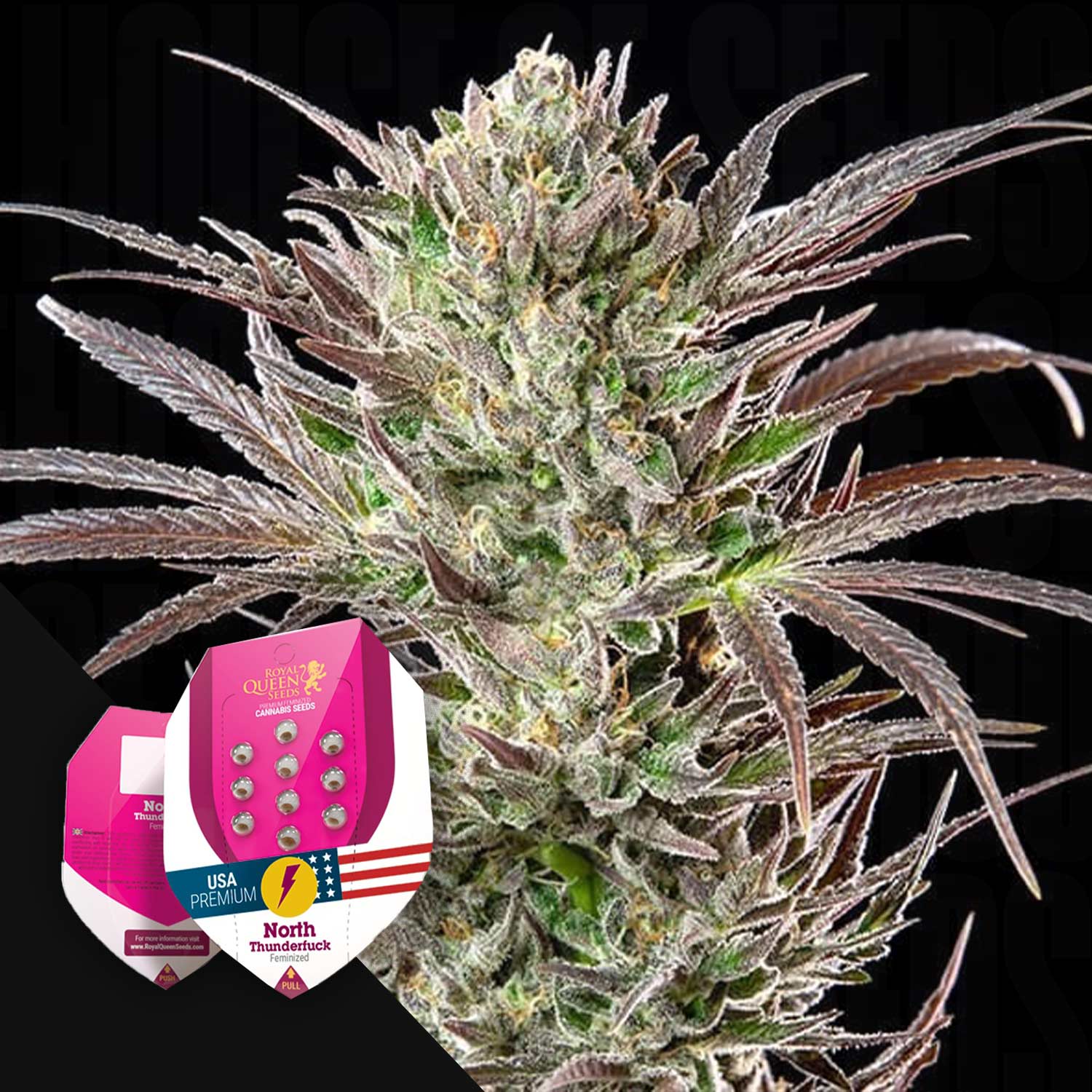 Nahaufnahme einer frostigen Cannabispflanze, unten links zwei Royal Queen Seeds Packungen, darunter North Thunderfuck