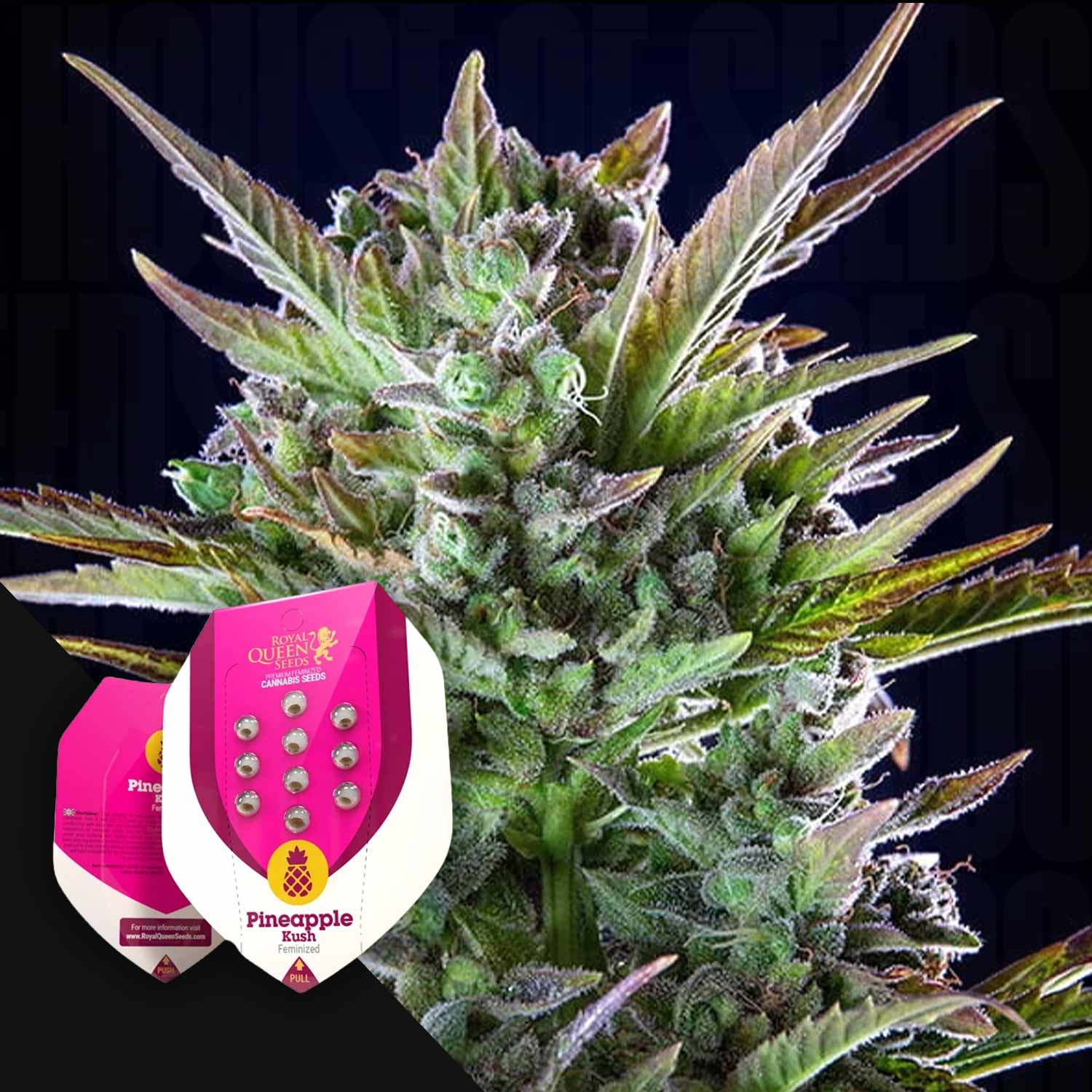 Nahaufnahme einer Cannabispflanze mit der Royal Queen Seeds Pineapple Kush Samenverpackung im Vordergrund.