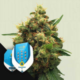 Painkiller XL