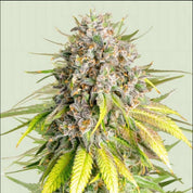 Nahaufnahme einer Punch Pie Pflanze von Royal Queen Seeds mit frostigen Knospen und spitzen Blättern vor hellem Hintergrund