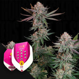 Pink Runtz