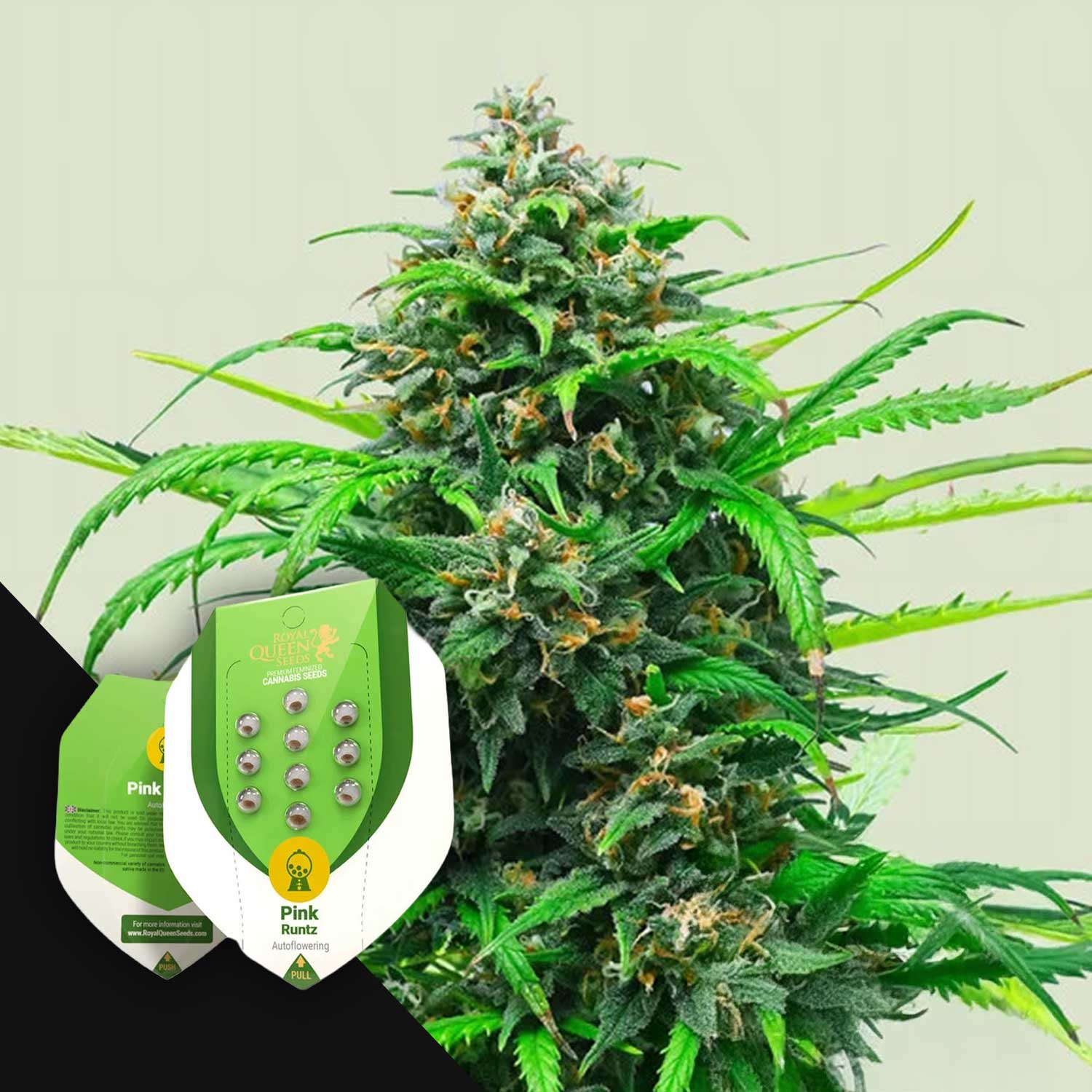 Hohe Pink Runtz Auto Pflanze mit dichten Knospen; im Vordergrund zwei Royal Queen Seeds-Pakete.