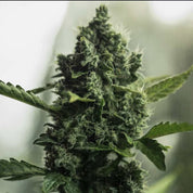 Royal Gorilla Pflanze von Royal Queen Seeds mit harzigen Knospen, weißen Trichomen und grünen Blättern vor unscharfem Hintergrund