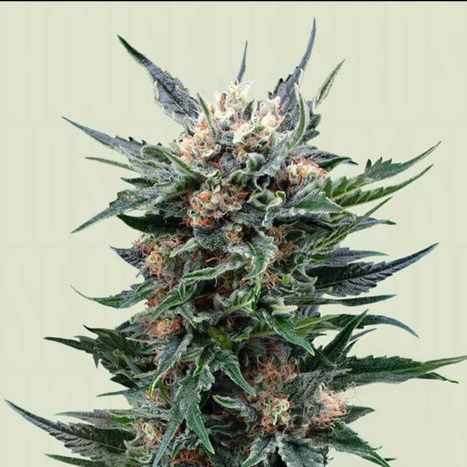 RQS-RG-0