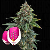 Somango XL