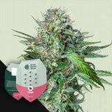 Tangie