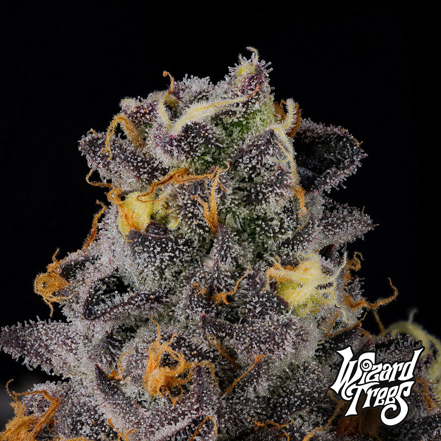 Nahaufnahme einer Rainbow Swirl Cannabisknospe von Wizard Trees mit frostigen Trichomen und lila, grünen und orangen Tönen