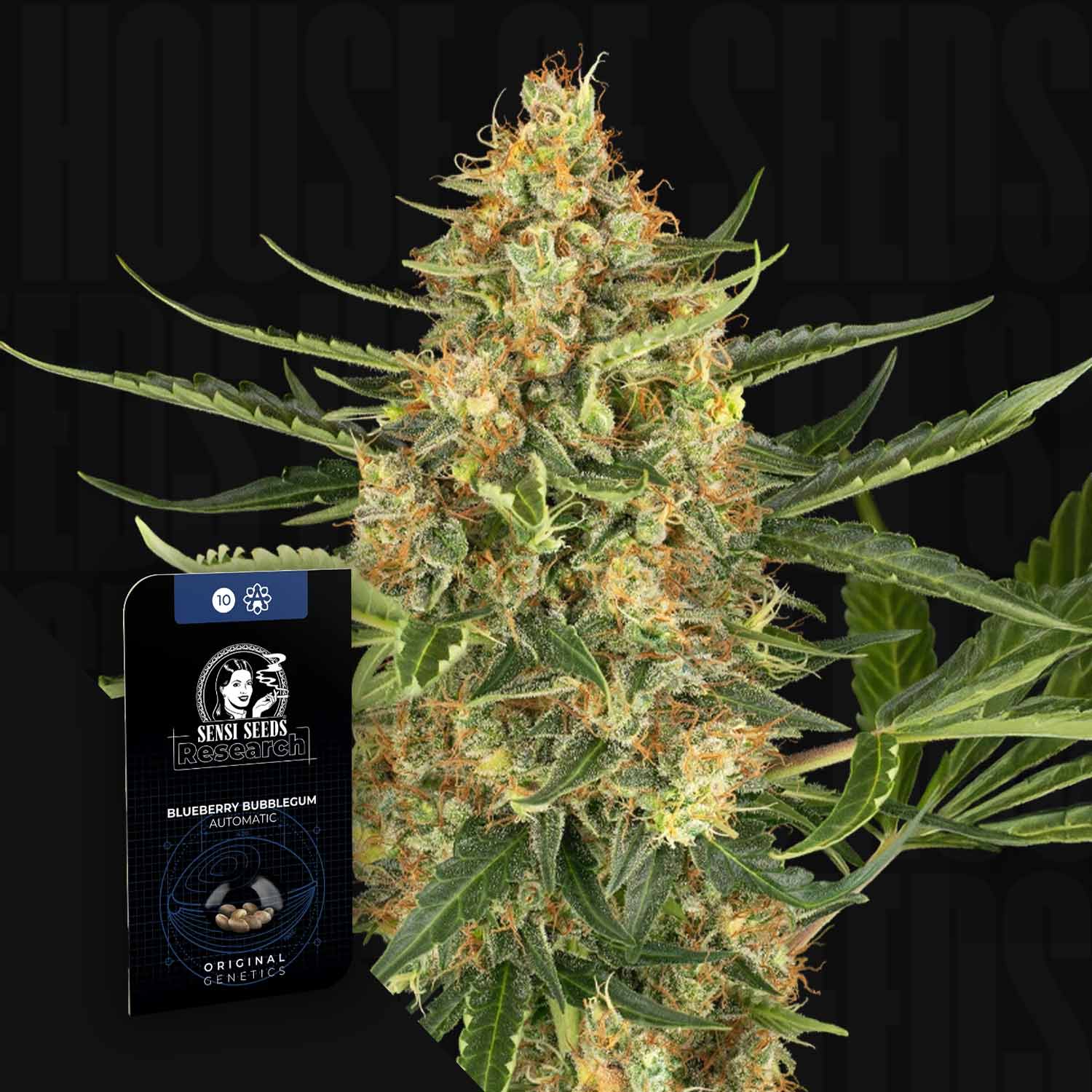 Nahaufnahme einer Cannabis-Pflanze mit dichten Knospen; links das Paket Blueberry Bubblegum Auto von Sensi Seeds.