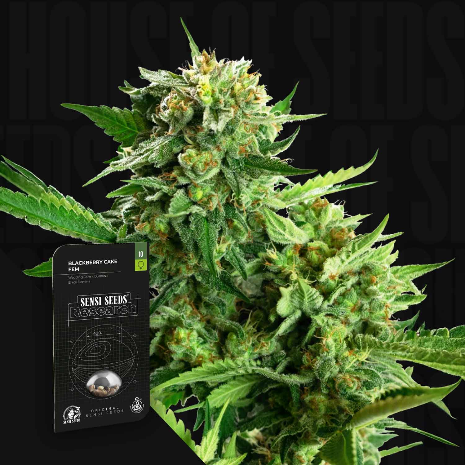 Blackberry Cake Cannabis mit dichten Knospen neben einem Sensi Seeds Blackberry Cake Paket.