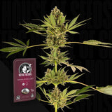 Himalayan CBD
