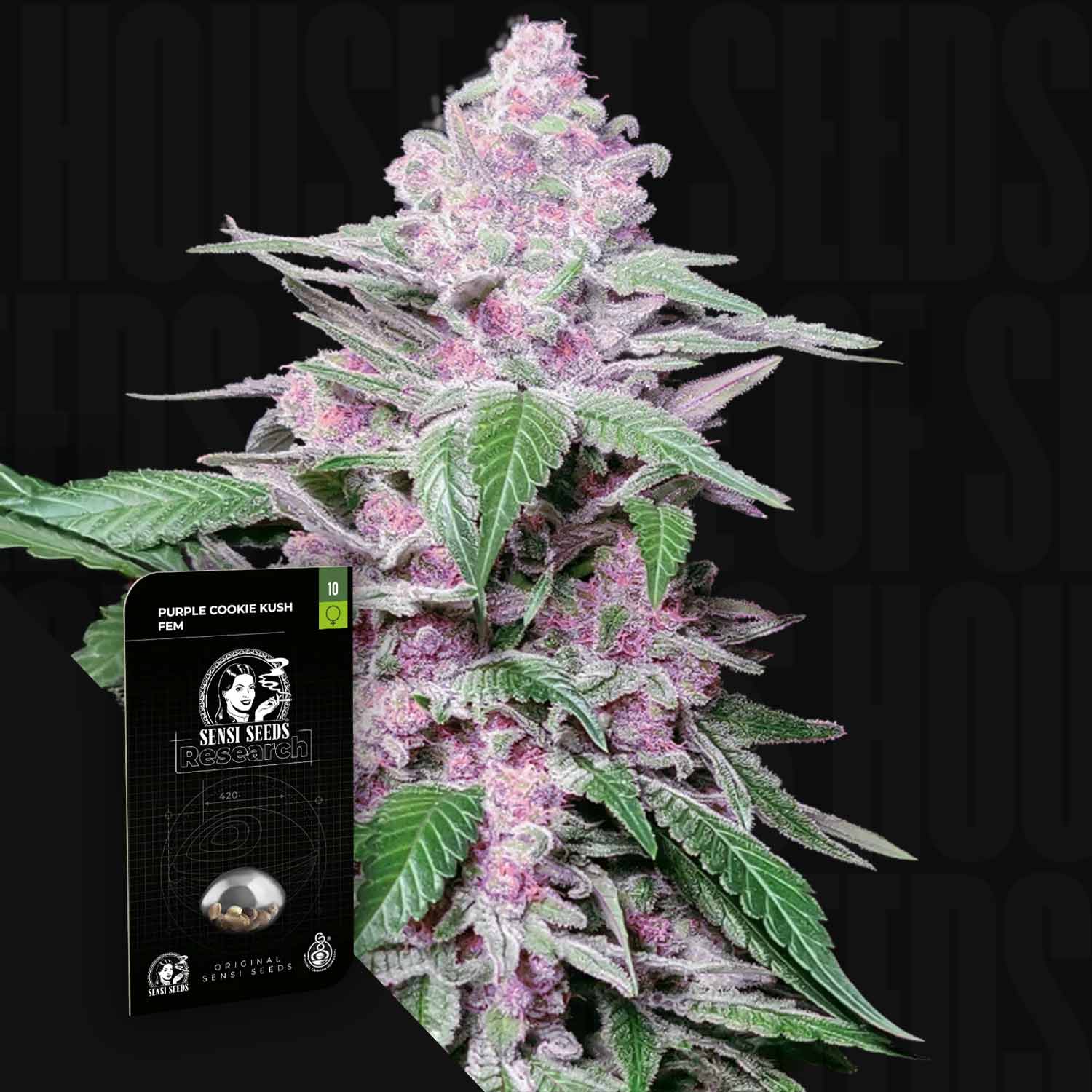 Eine Nahaufnahme einer Purple Pickle Auto Cannabispflanze mit einer Sensi Seeds Packung im Vordergrund.