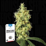 White Widow Auto