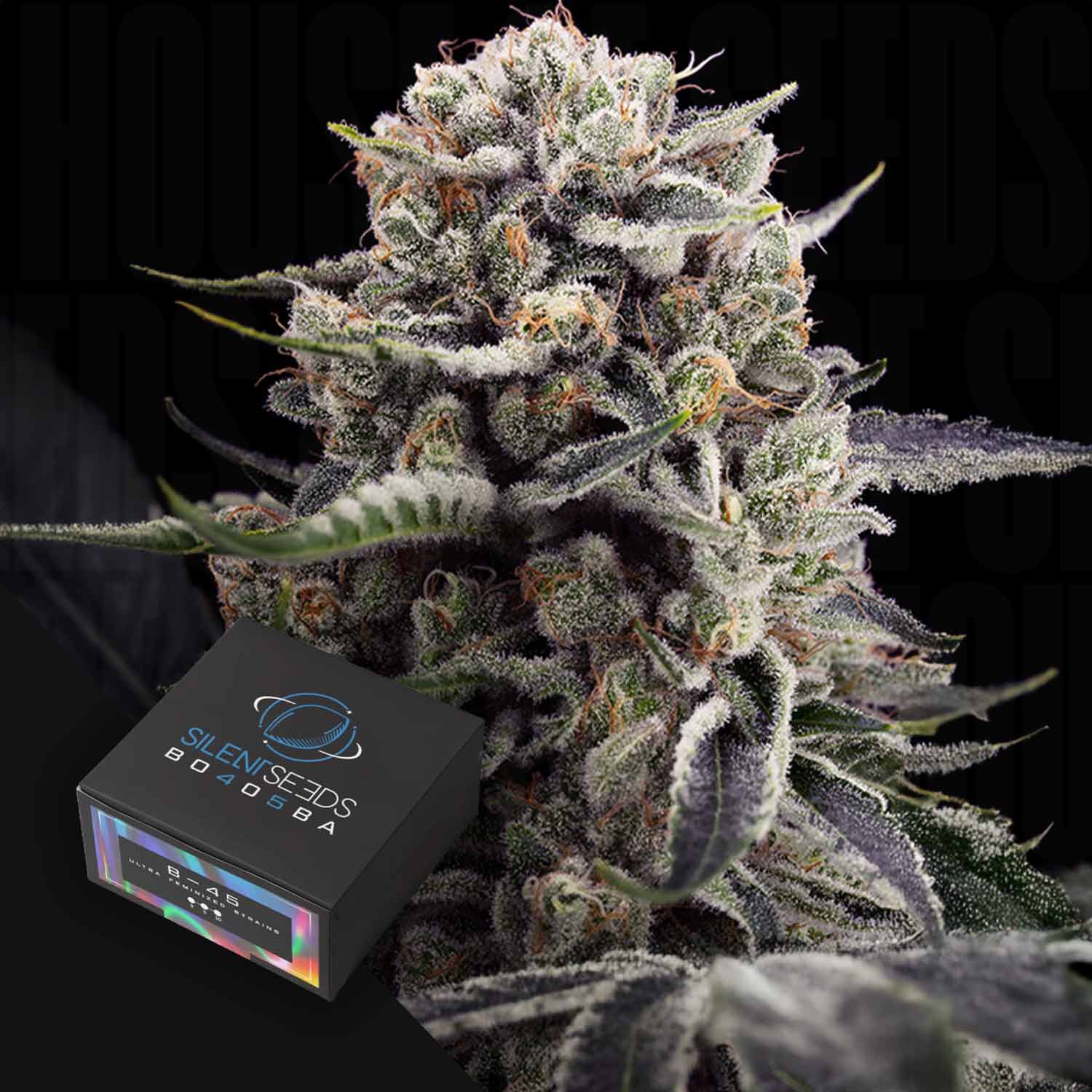 Nahaufnahme einer frostigen B-45 Cannabisknospe mit einer Silent Seeds Markenbox im Vordergrund.