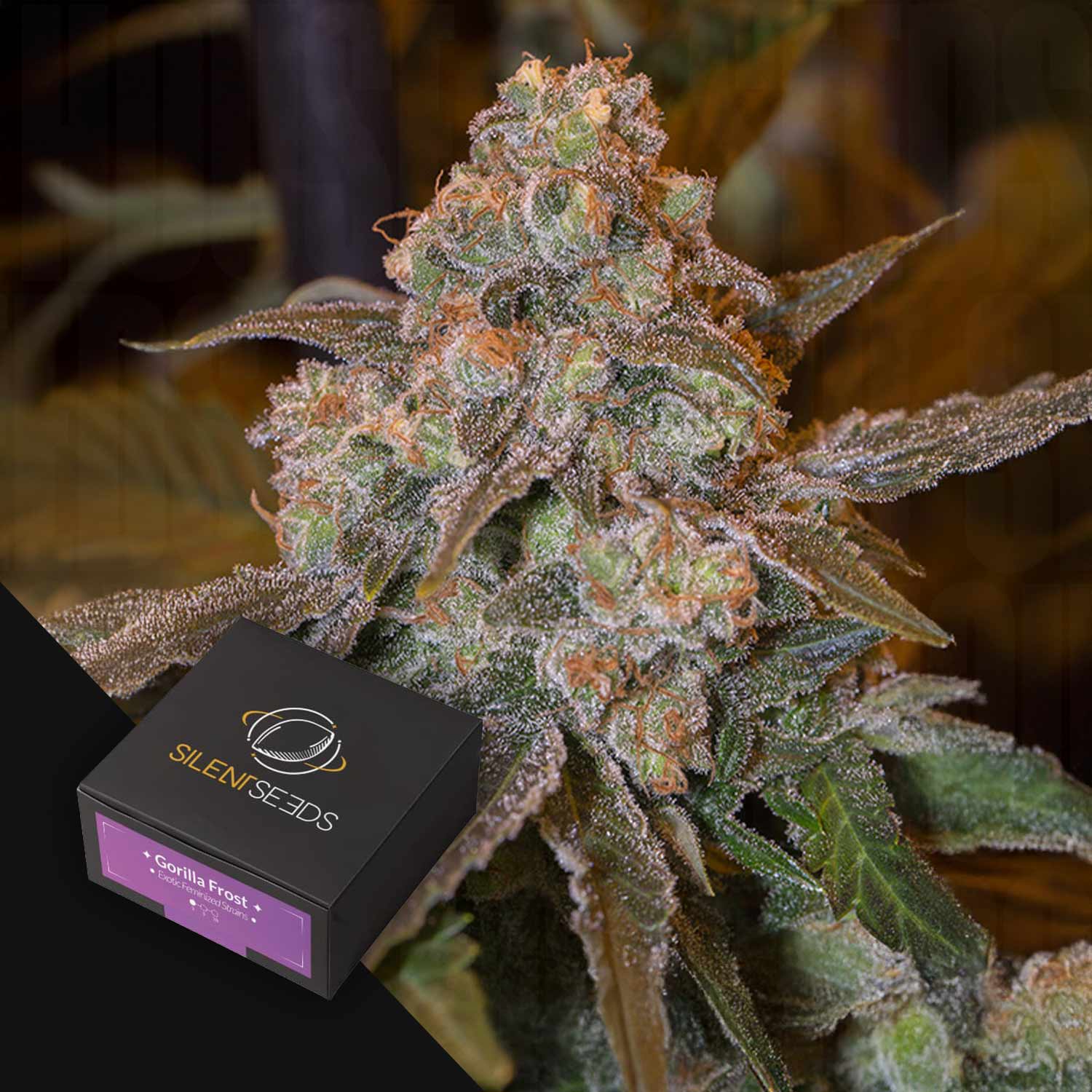 Nahaufnahme von frostigen Gorilla Frost Cannabisknospen mit einer Silent Seeds-Box im Hintergrund.