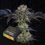 Julian Marley Special