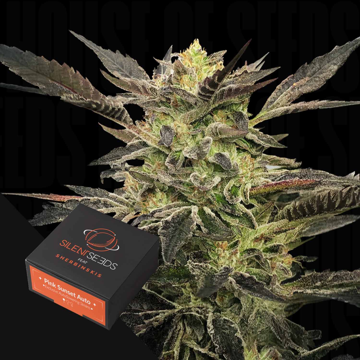 Nahaufnahme einer Cannabispflanze mit einer Silent Seeds Pink Sunset Samenbox in der Ecke.