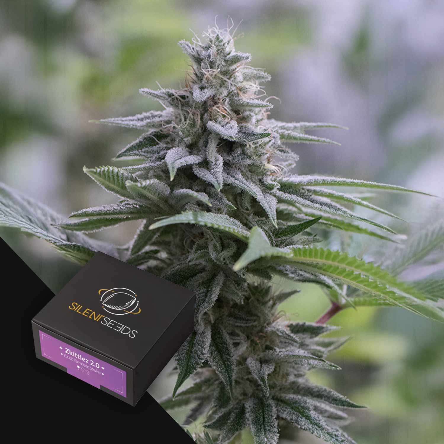 Nahaufnahme einer Cannabispflanze mit einer Silent Seeds Zkittlez 2.0 Samenbox in der unteren linken Ecke.