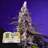 Banana Cream Cake XL Auto