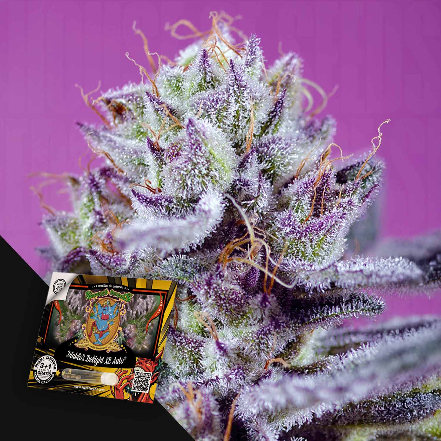 Nahaufnahme einer frostigen, lila Diablo's Delight XL Auto Knospe von Sweet Seeds, Etikett sichtbar, auf einem rosa Hintergrund.