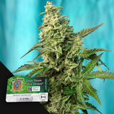 Green Poison F1 FAST