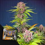 Mimosa Bruce Banner XL Auto