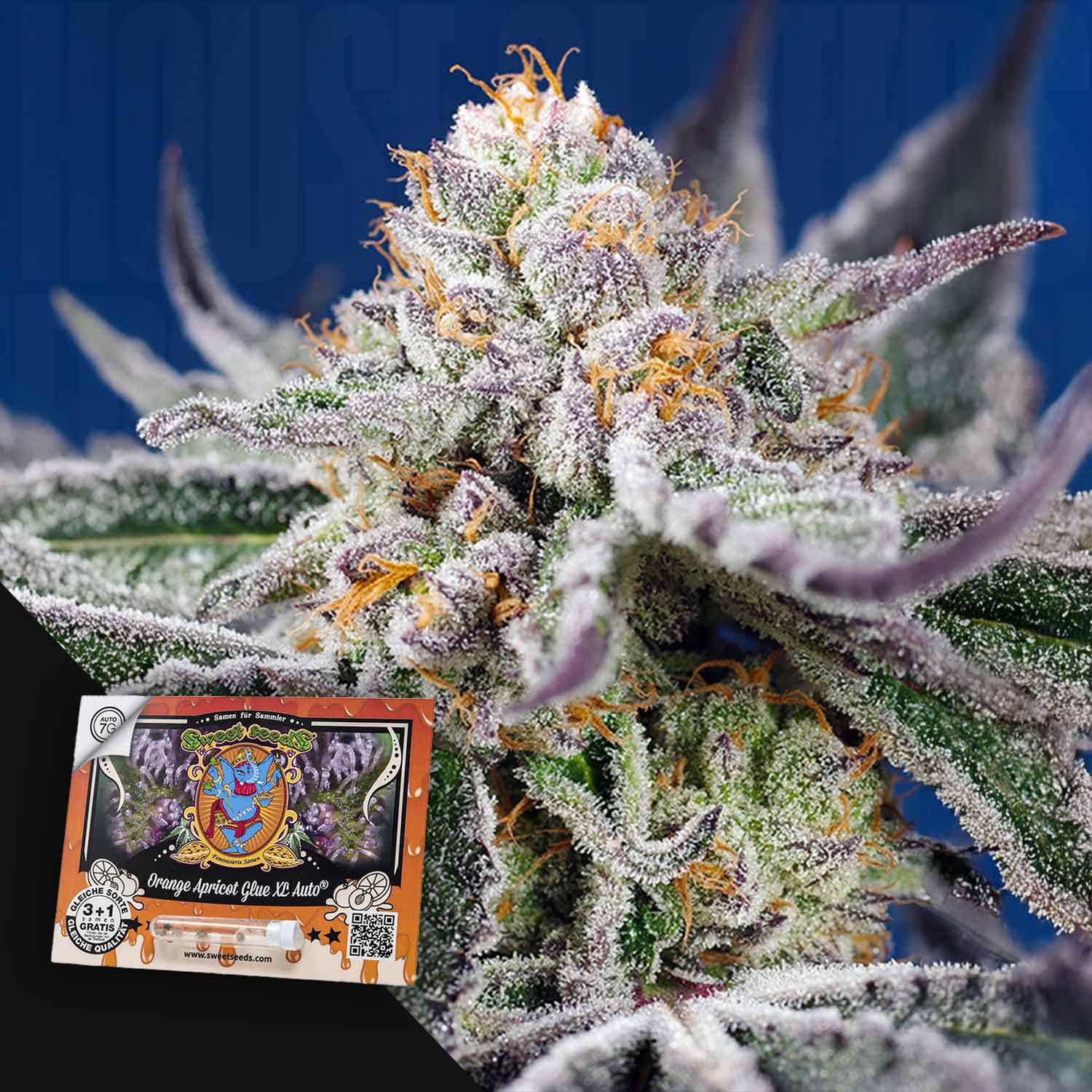 Nahaufnahme von Orange Apricot Glue XL Auto von Sweet Seeds: frostige Knospe mit orangefarbenen Haaren, lila Spitzen, Samenpäckchen daneben.