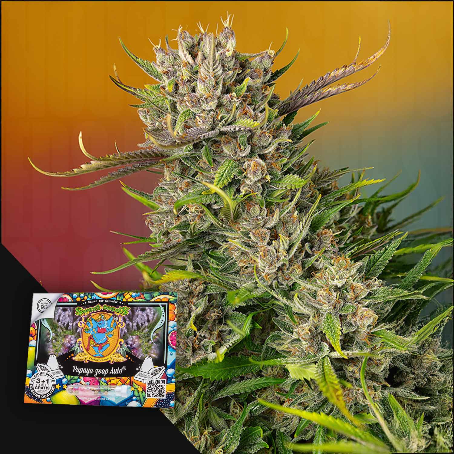 Nahaufnahme der Knospen der Papaya Zoap Auto von Sweet Seeds mit einem bunten Samenpaket in der Ecke.