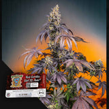 Red Gorilla Girl XL Auto
