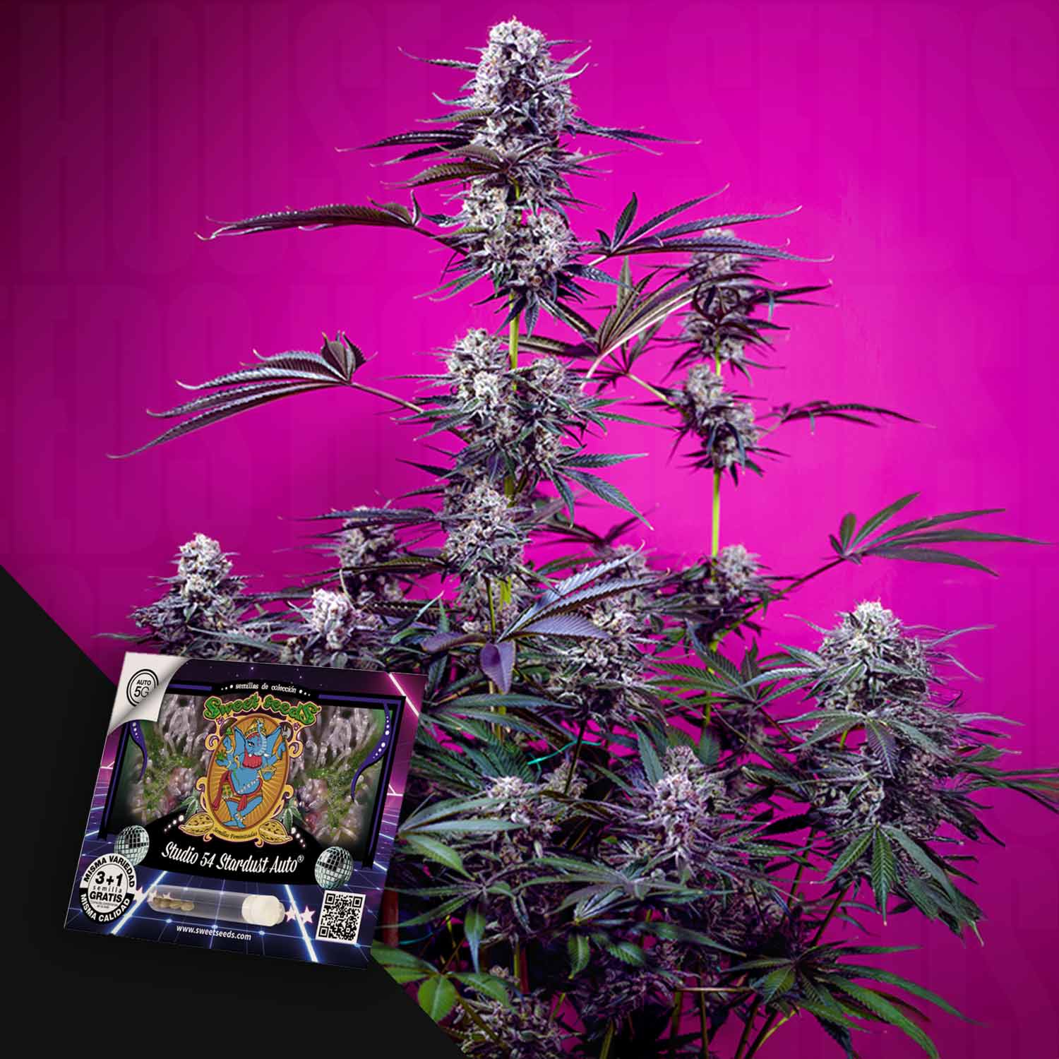 Studio 54 Stardust Auto von Sweet Seeds: lila Cannabis-Knospen auf rosa, Samenpaket in der Ecke gezeigt.
