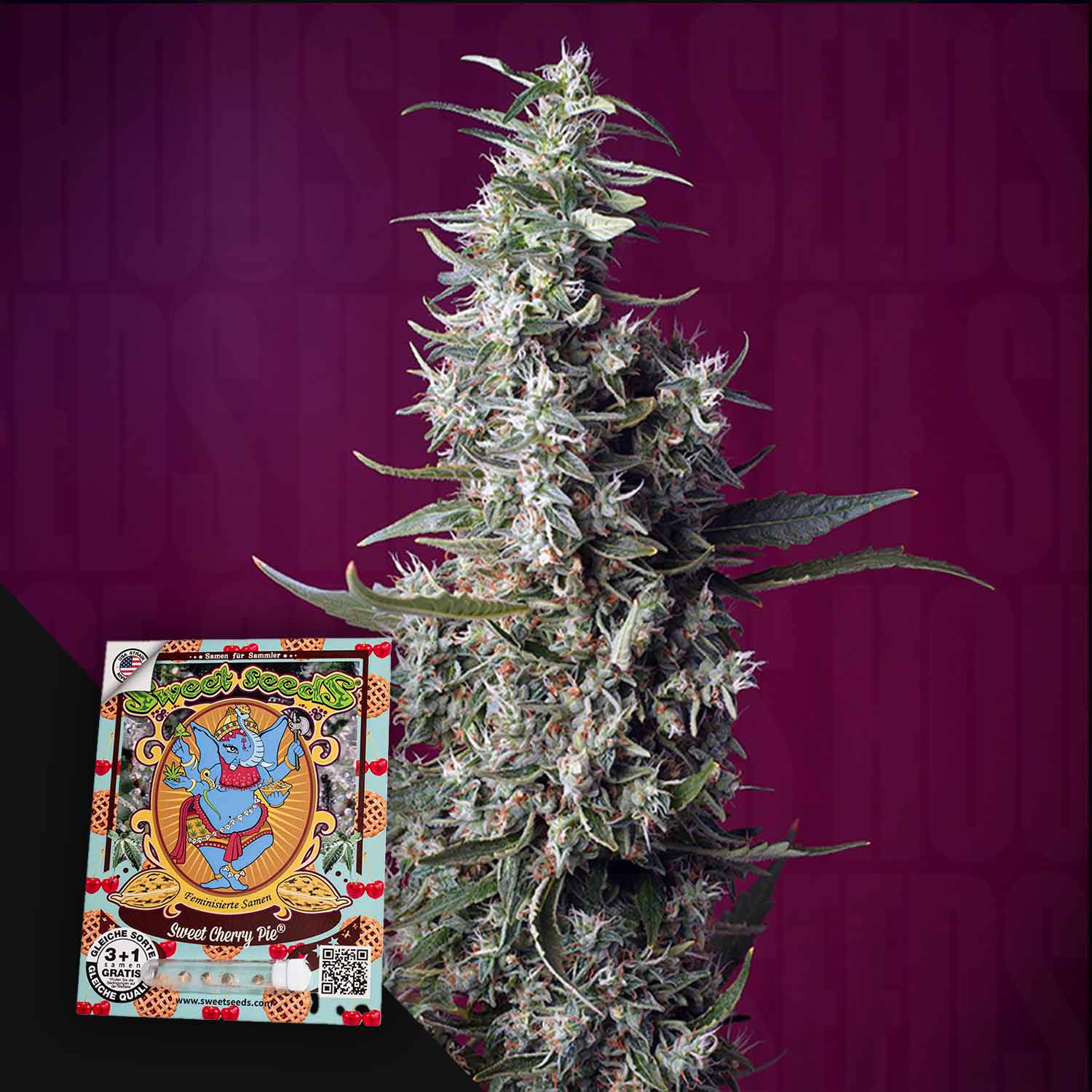 Hohe Cannabis-Pflanze mit frostigen Knospen; Sweet Cherry Pie von Sweet Seeds ist in der unteren linken Ecke beschriftet.