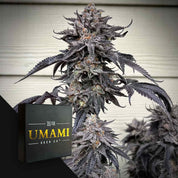 Eine lila gefärbte Zodaza-Cannabis-Pflanze mit einer Umami Seed Co-Box in der unteren linken Ecke.